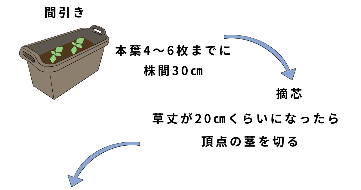 青シソの栽培方法