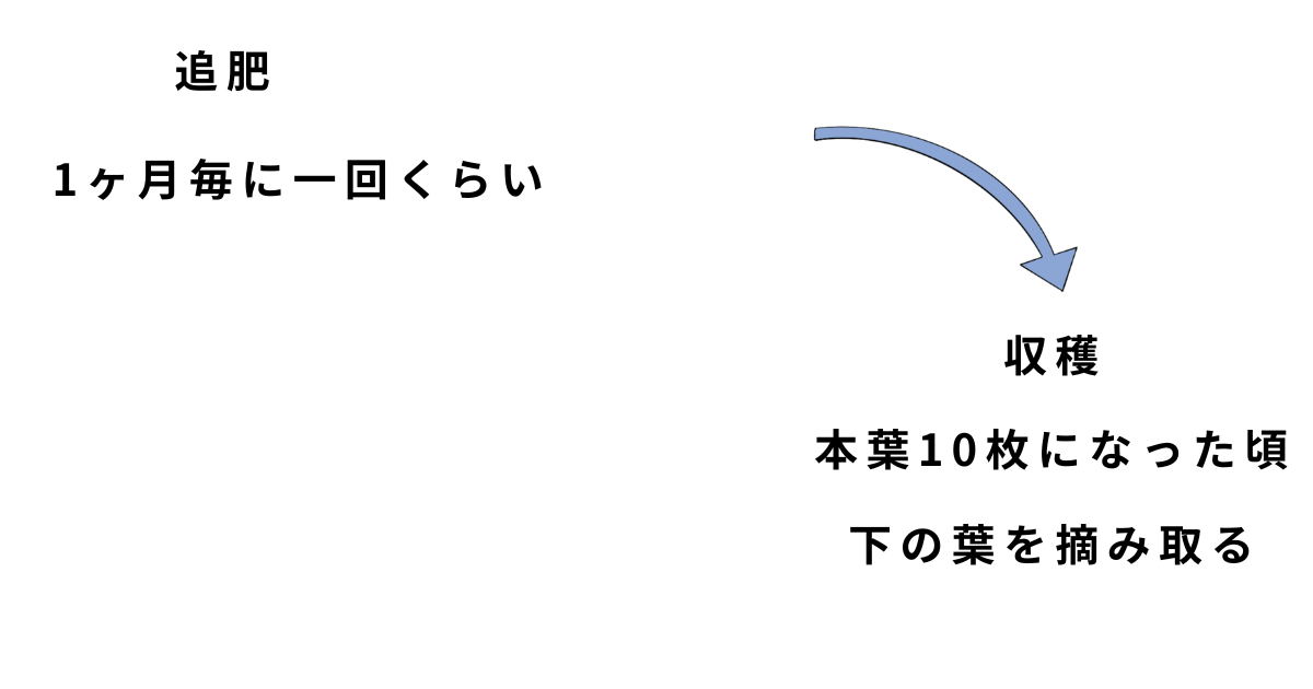 青シソの栽培方法