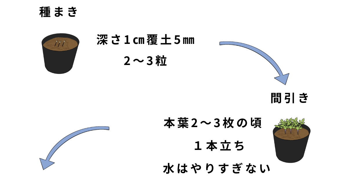 マリーゴールド栽培方法