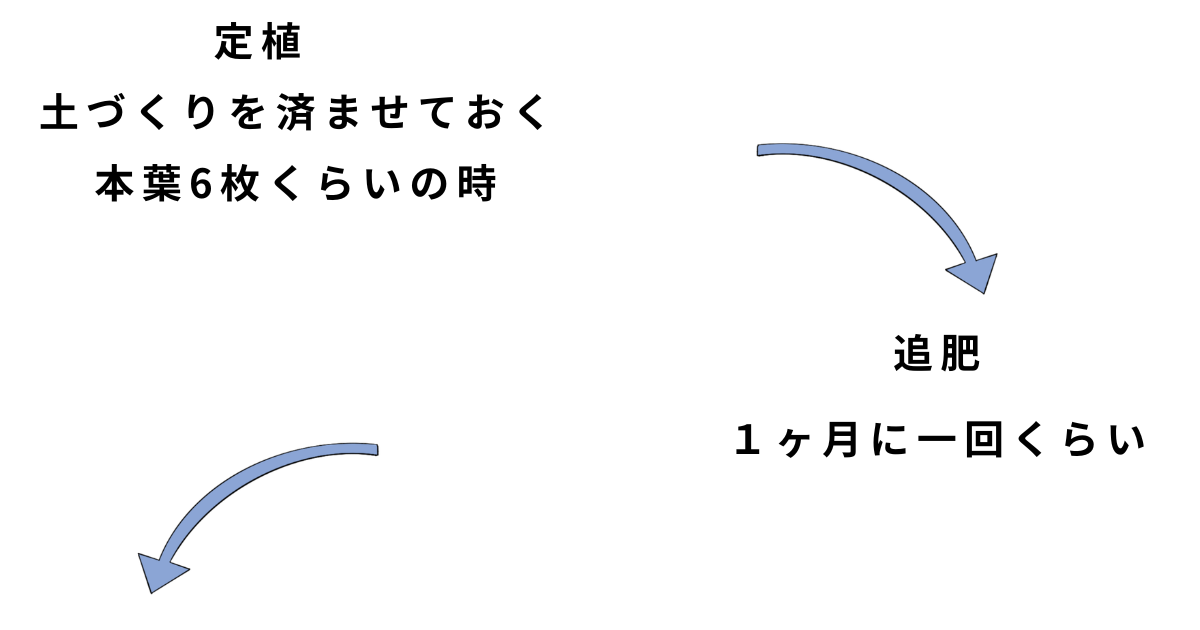 マリーゴールド栽培方法