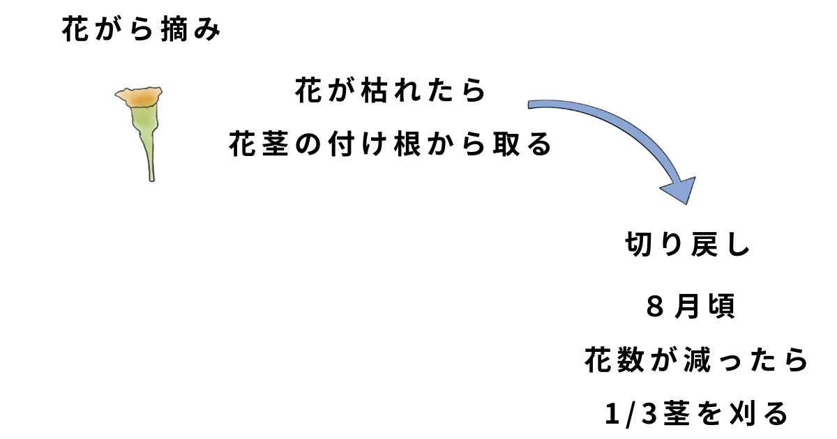 マリーゴールド栽培方法