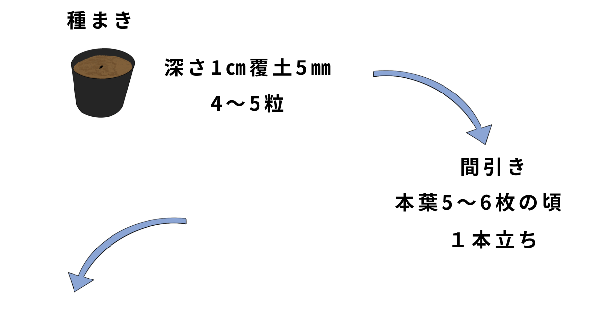 バジルの栽培方法