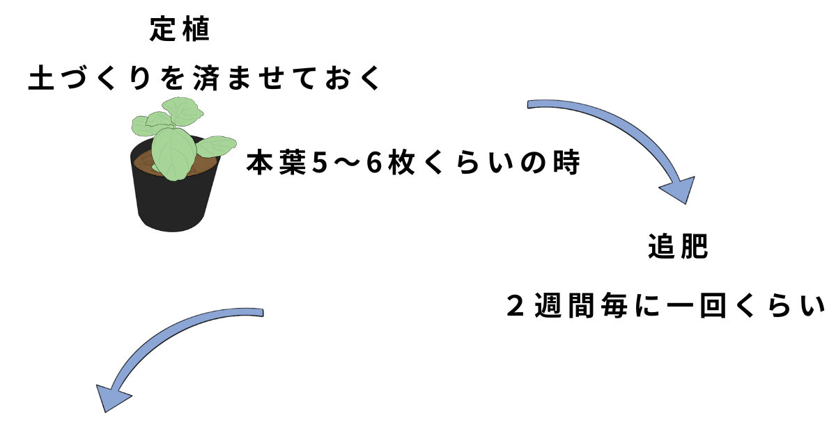 バジルの栽培方法