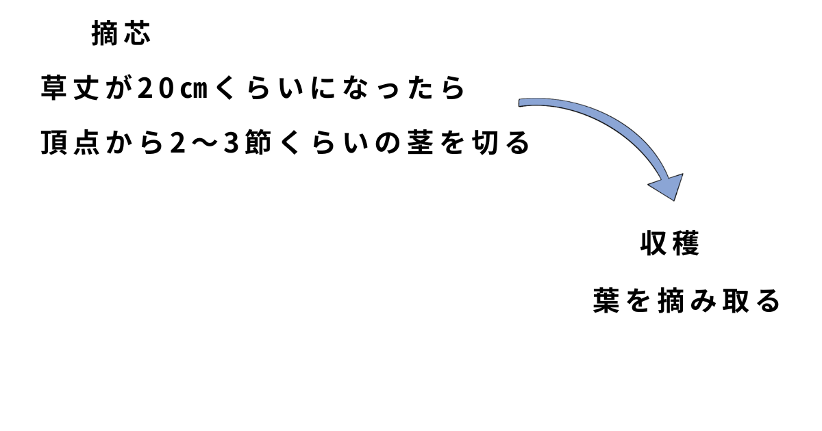 バジルの栽培方法