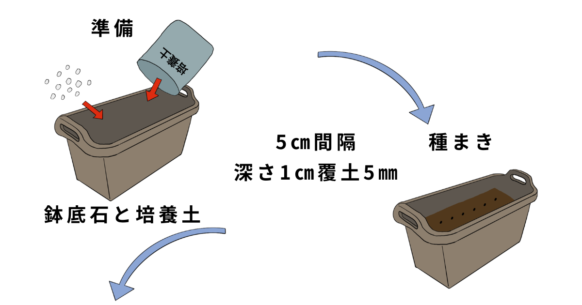 青シソの栽培方法