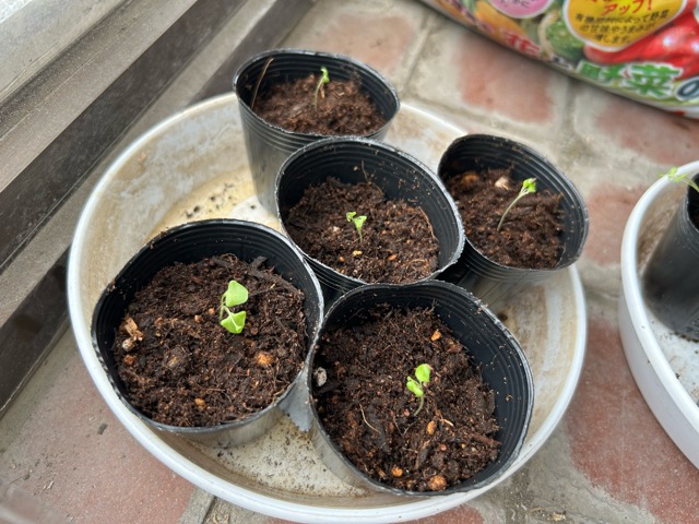 5/29
