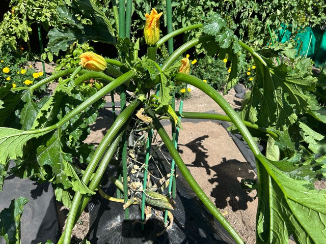 8/13