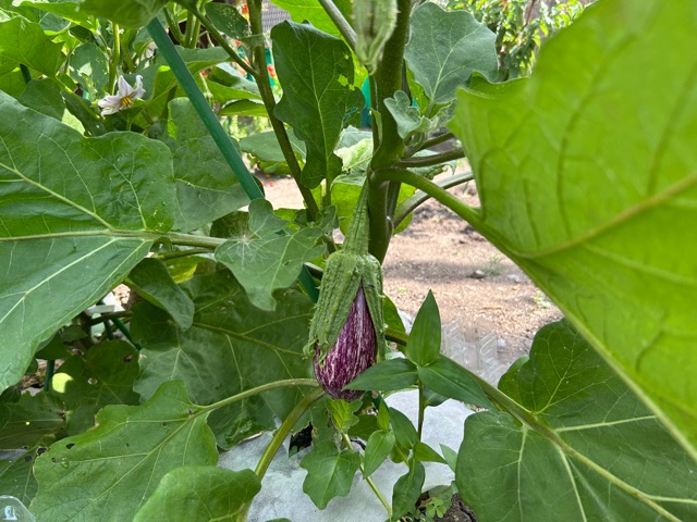 8/24