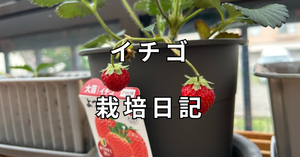 イチゴ　栽培日記　サムネイル
