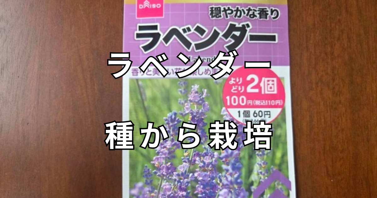 ラベンダー　種から栽培