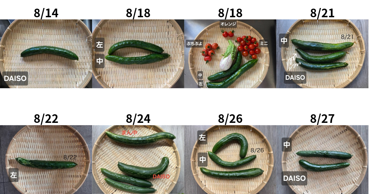 8/14～8/27