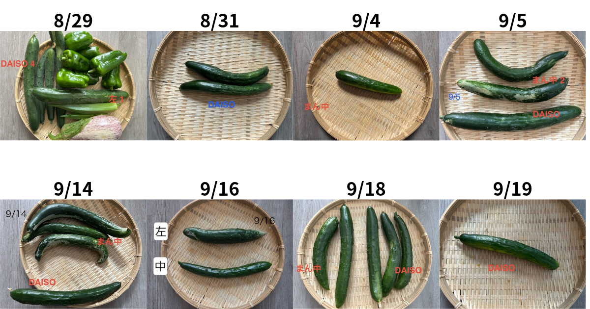 8/29～9/19