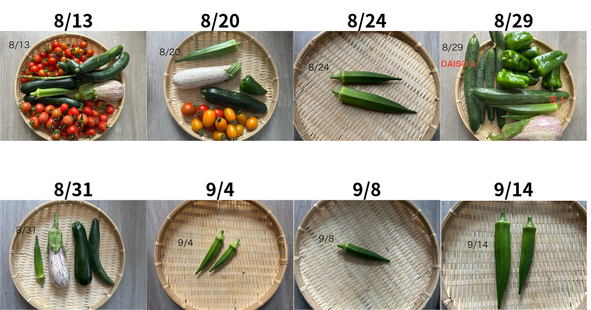 8/13～9/14