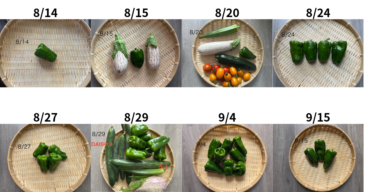 8/14～9/15