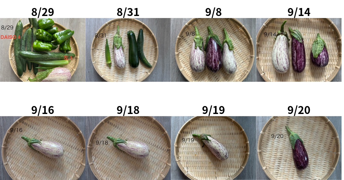 8/29~9/20