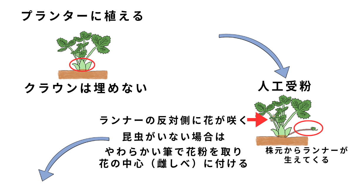 イチゴの栽培方法