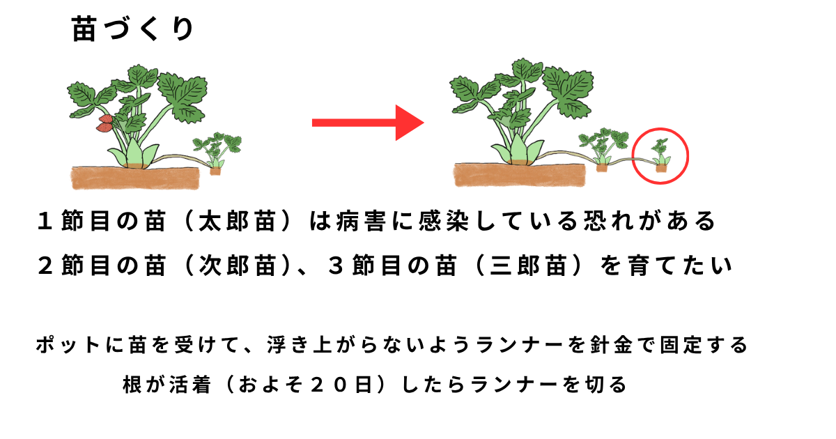 イチゴの栽培方法