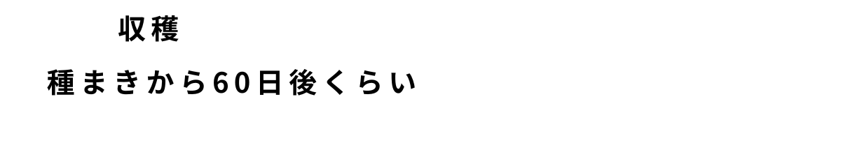 ダイコンの栽培方法