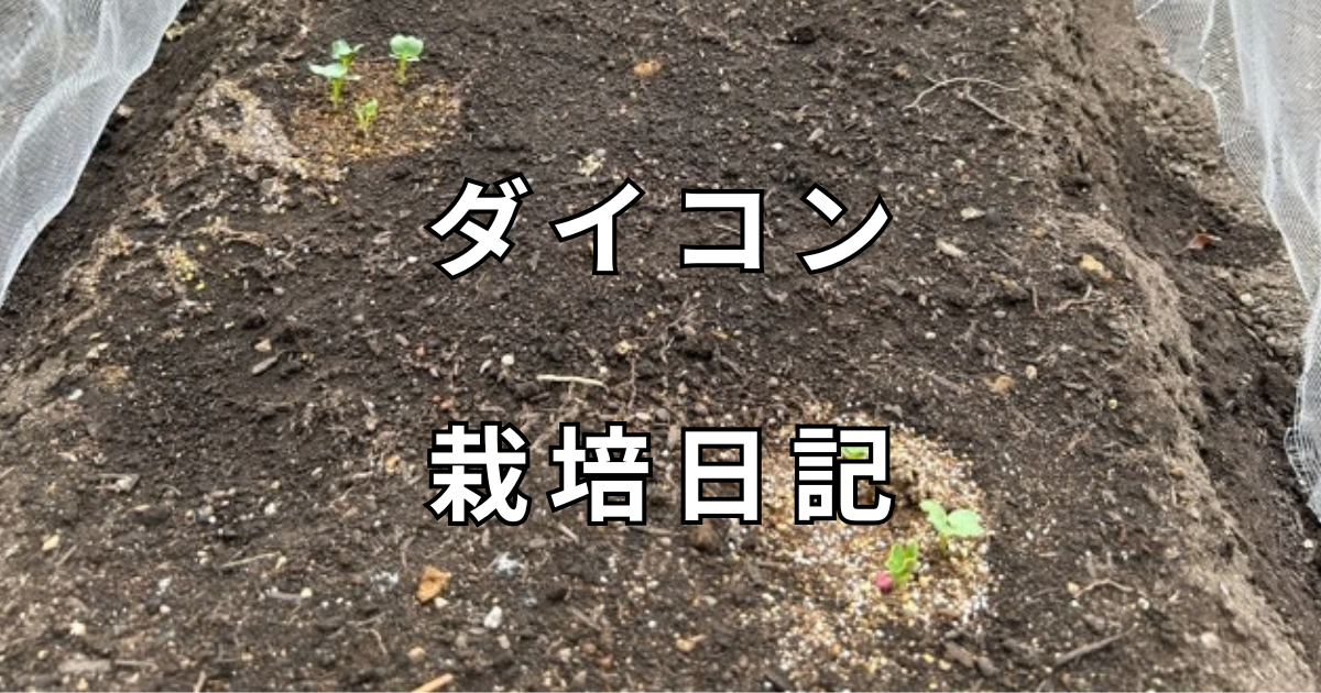 ダイコン栽培日記　サムネイル