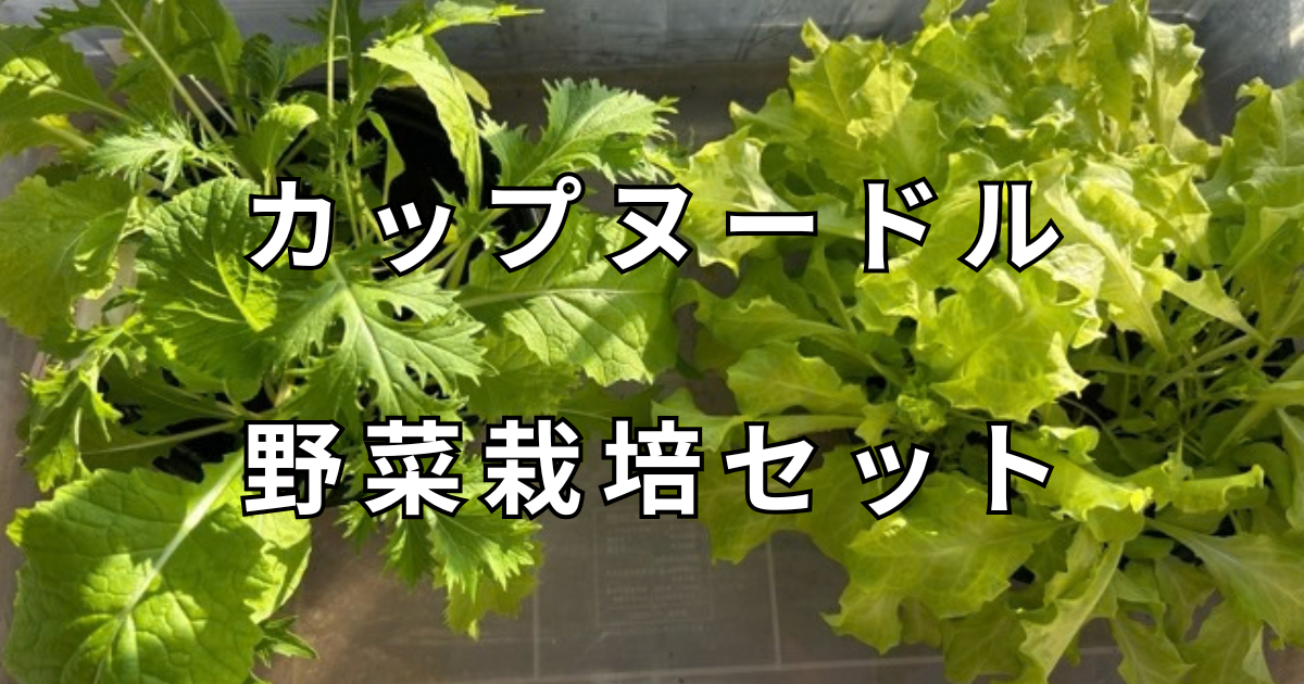 カップヌードル野菜栽培セット　サムネイル