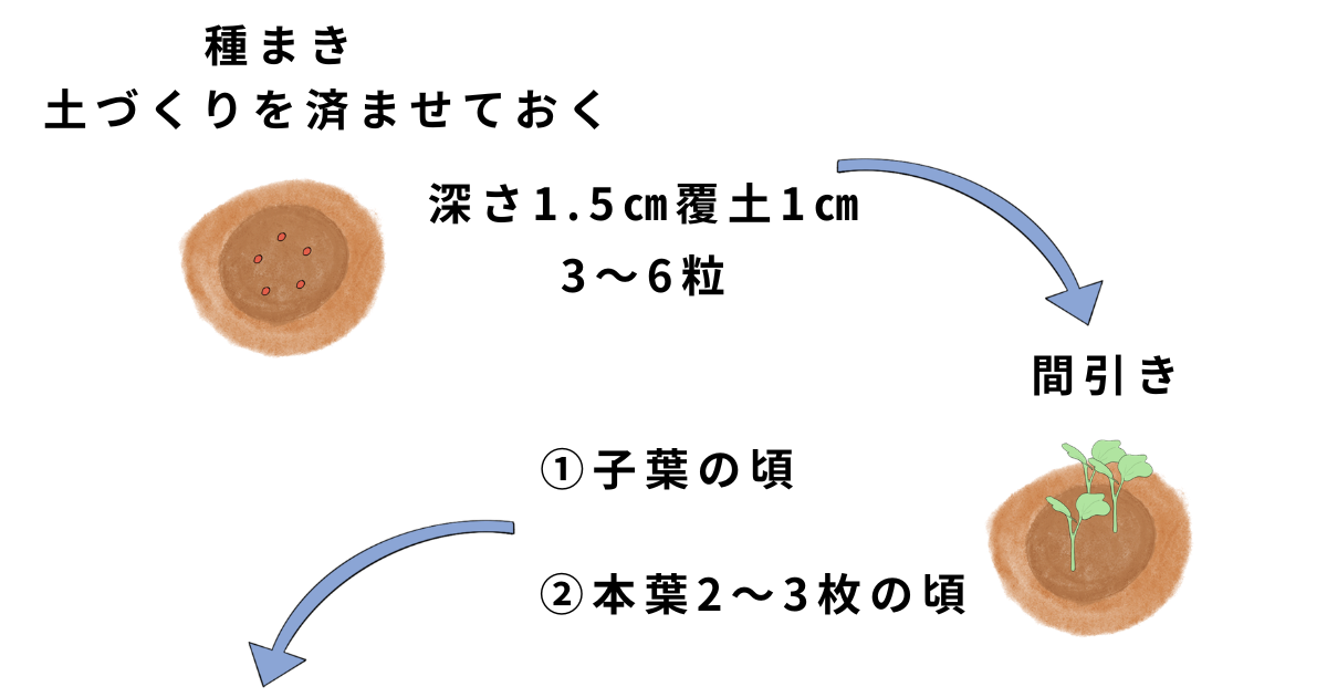 ダイコンの栽培方法