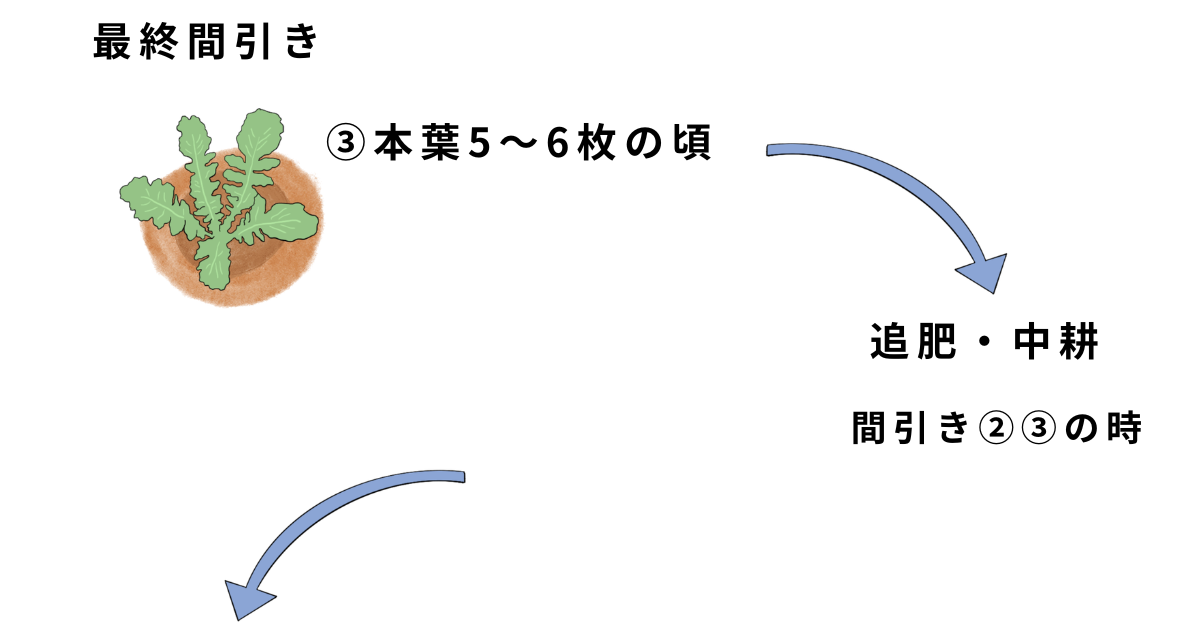 ダイコンの栽培方法